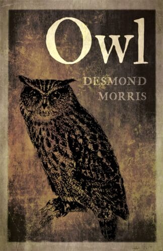 Owl (Paperback)