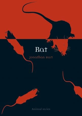 Rat (Paperback)