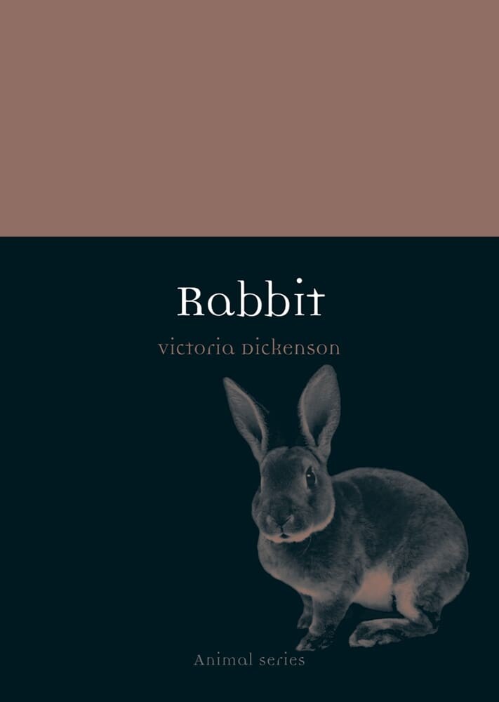 Rabbit (Paperback)