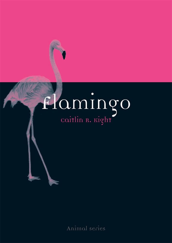 Flamingo (Paperback)