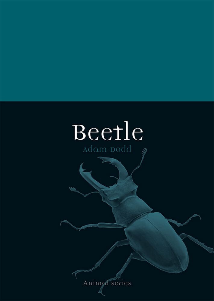 Beetle (Paperback)
