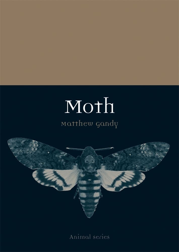 Moth (Paperback)