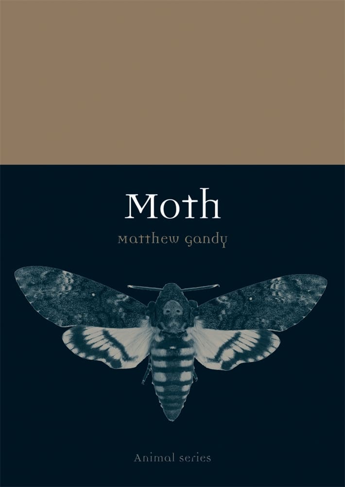 Moth (Paperback)