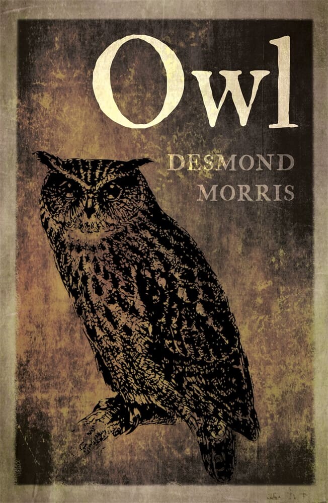 Owl (Paperback)