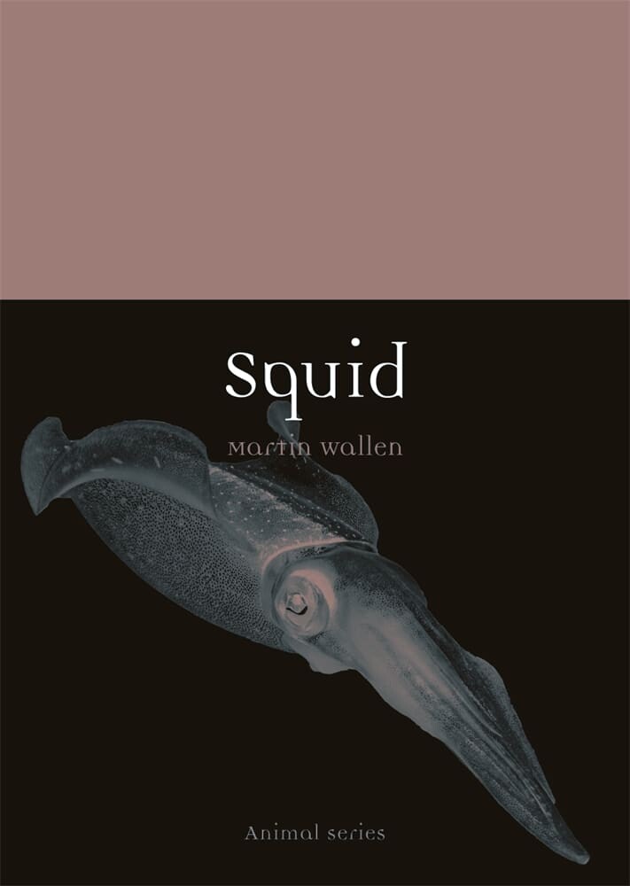 Squid (Paperback)
