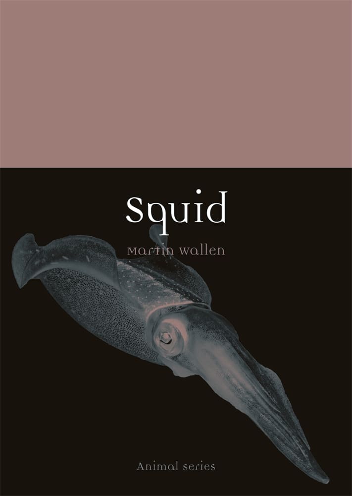 Squid (Paperback)