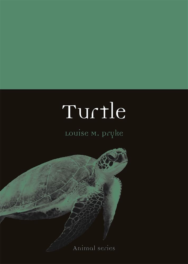 Turtle (Paperback)