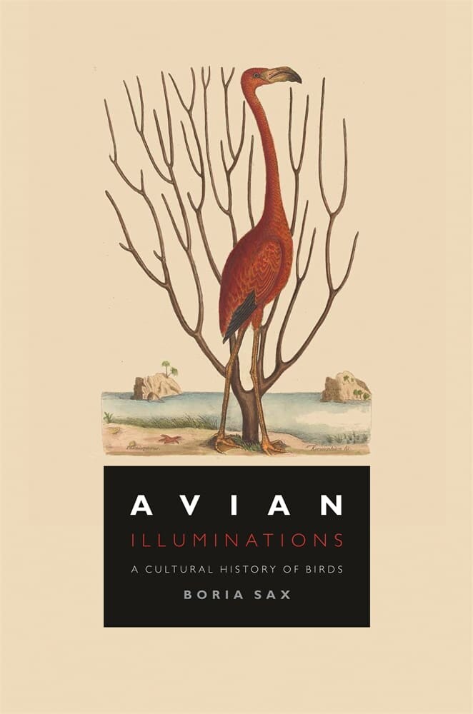 Avian Illuminations (Hardback)
