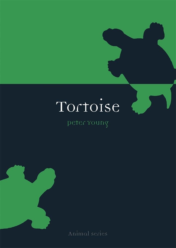 Tortoise (Paperback)