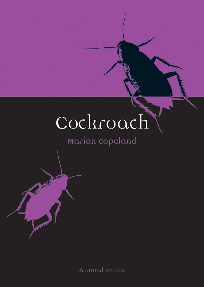 Cockroach (Paperback)
