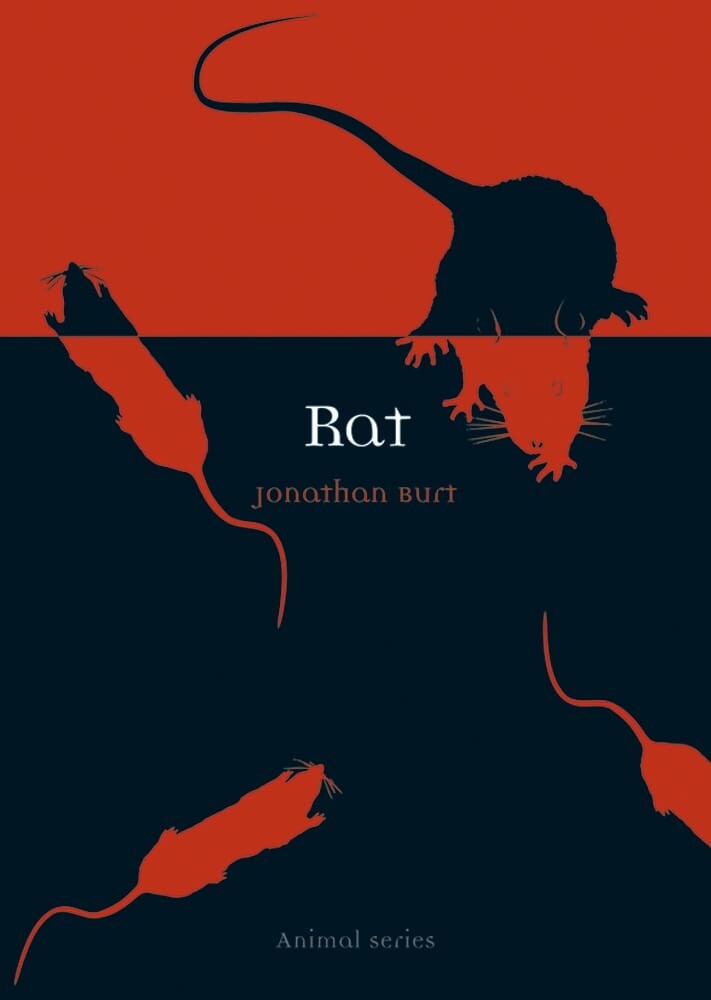 Rat (Paperback)