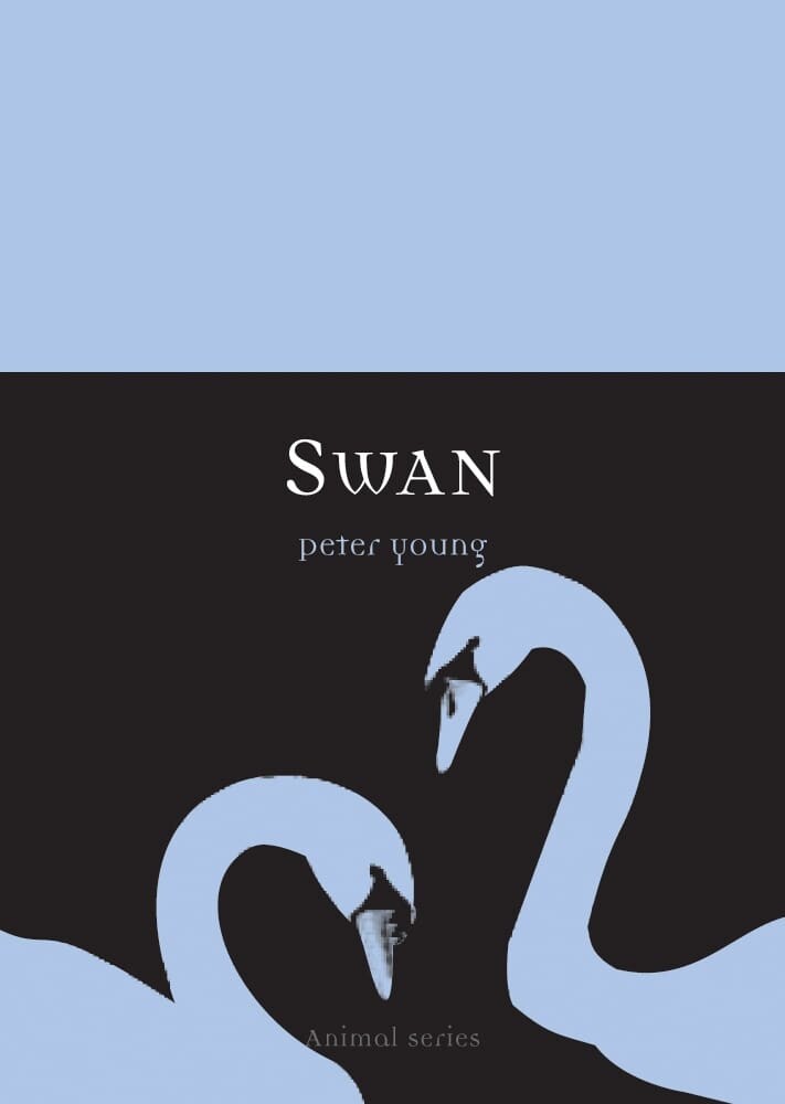Swan (Paperback)