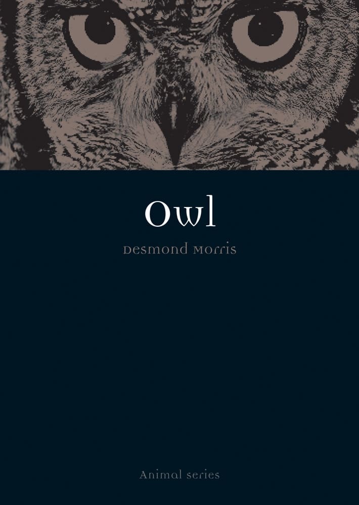 Owl (Paperback)