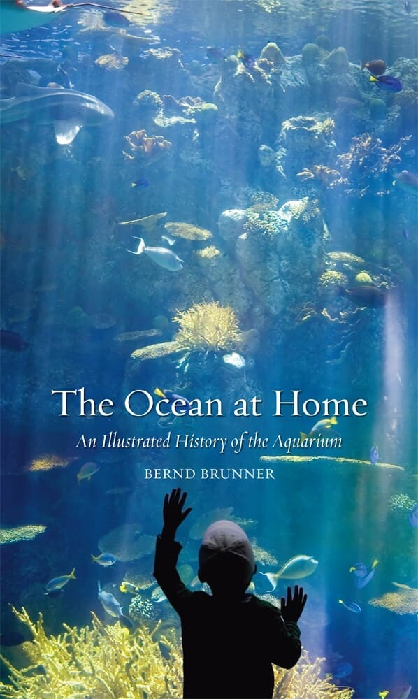 The Ocean at Home (Paperback)