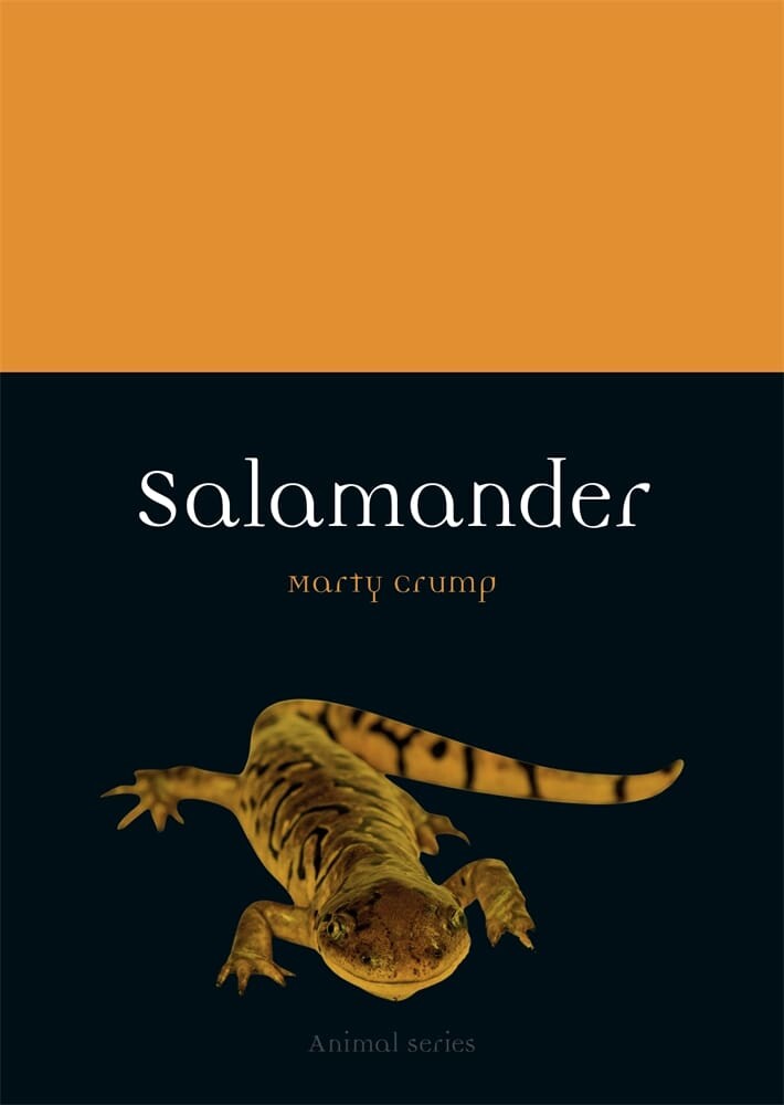 Salamander (Paperback)